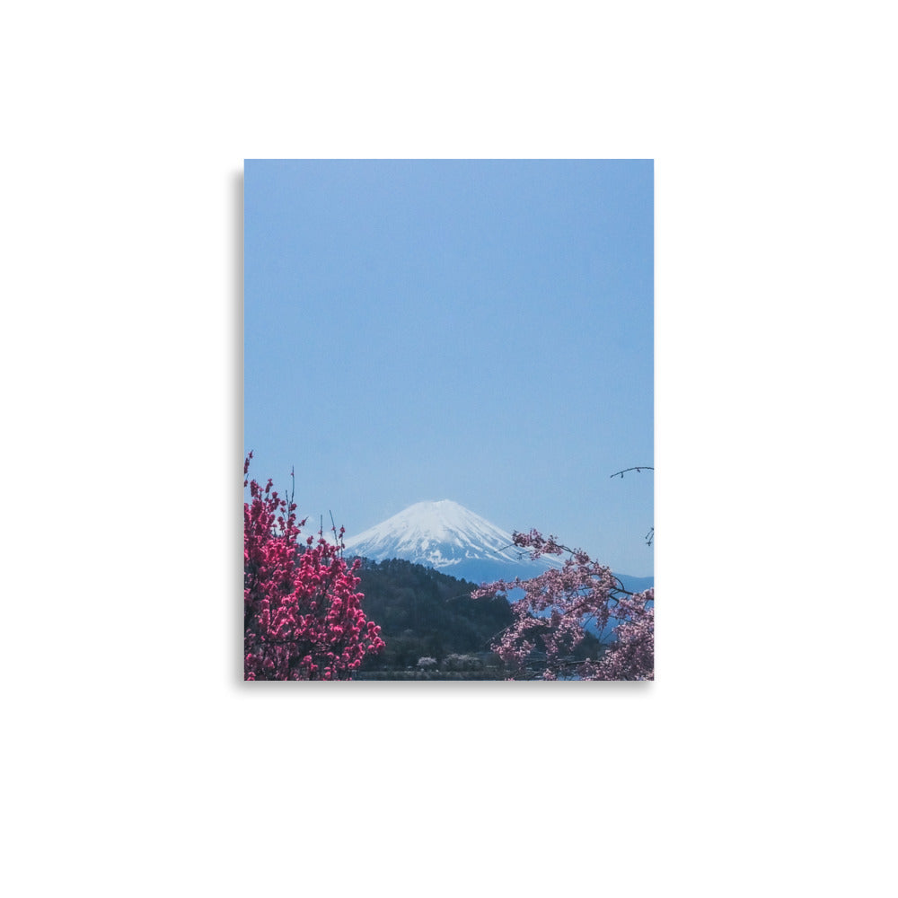Mt. Fuji and Pink Cherry Blossoms Print