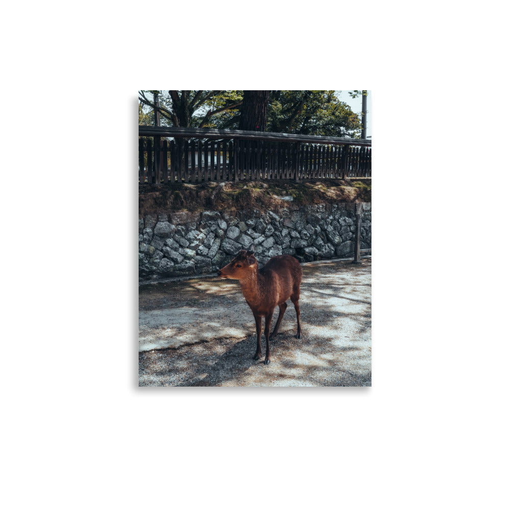Nara Deer Print